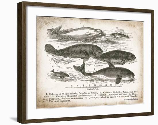 Antique Whales I-Gwendolyn Babbitt-Framed Art Print