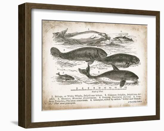 Antique Whales I-Gwendolyn Babbitt-Framed Art Print