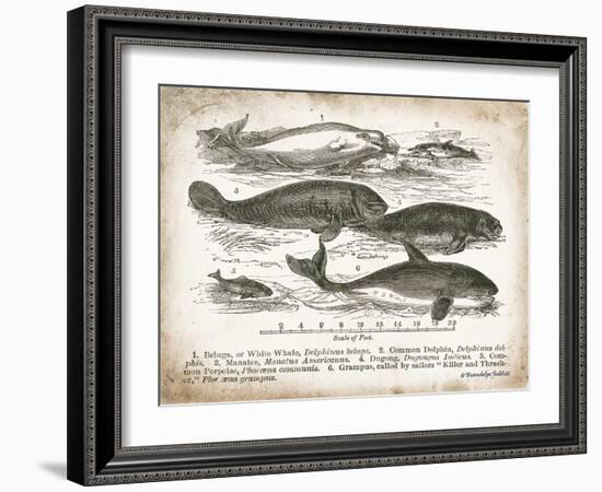 Antique Whales I-Gwendolyn Babbitt-Framed Art Print