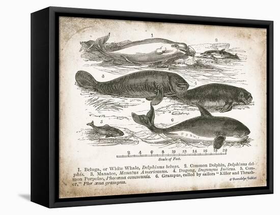 Antique Whales I-Gwendolyn Babbitt-Framed Stretched Canvas