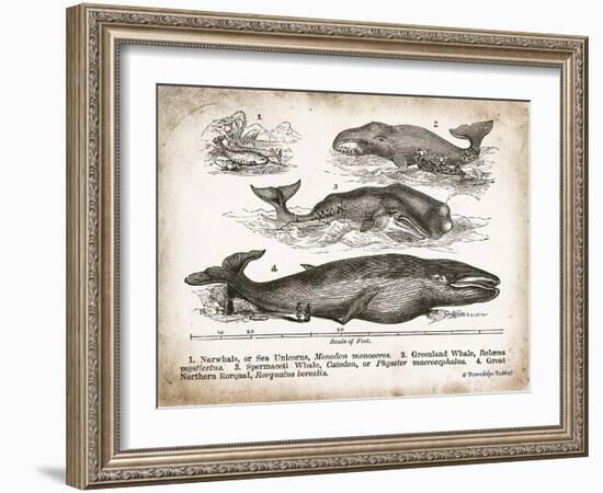 Antique Whales II-Gwendolyn Babbitt-Framed Art Print