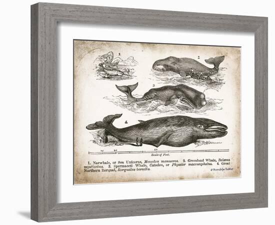 Antique Whales II-Gwendolyn Babbitt-Framed Art Print