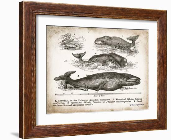 Antique Whales II-Gwendolyn Babbitt-Framed Art Print