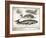 Antique Whales II-Gwendolyn Babbitt-Framed Art Print