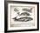 Antique Whales II-Gwendolyn Babbitt-Framed Art Print