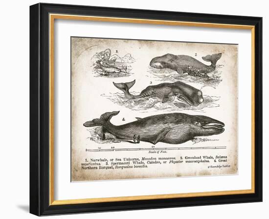 Antique Whales II-Gwendolyn Babbitt-Framed Art Print