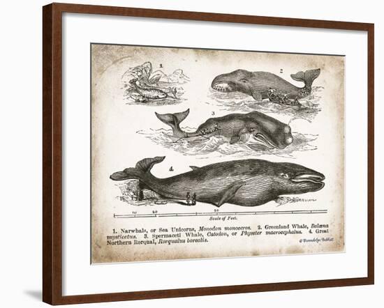 Antique Whales II-Gwendolyn Babbitt-Framed Art Print