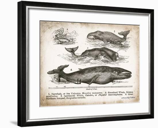 Antique Whales II-Gwendolyn Babbitt-Framed Art Print