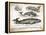 Antique Whales II-Gwendolyn Babbitt-Framed Stretched Canvas