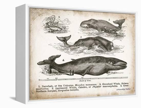 Antique Whales II-Gwendolyn Babbitt-Framed Stretched Canvas