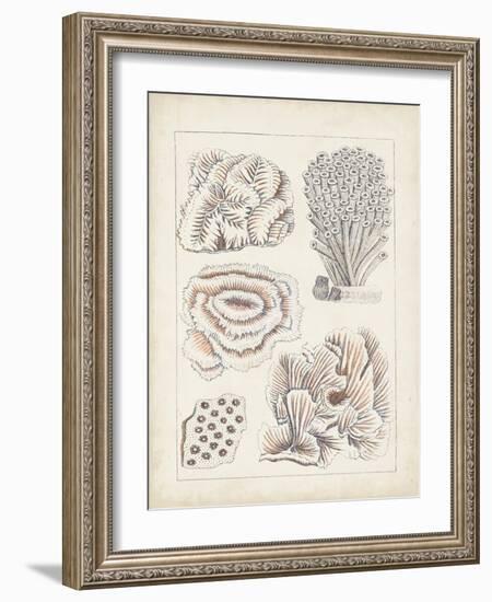 Antique White Coral I-Vision Studio-Framed Art Print