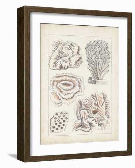 Antique White Coral I-Vision Studio-Framed Art Print