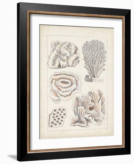 Antique White Coral I-Vision Studio-Framed Art Print