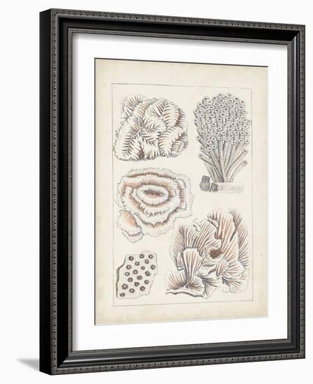 Antique White Coral I-Vision Studio-Framed Art Print