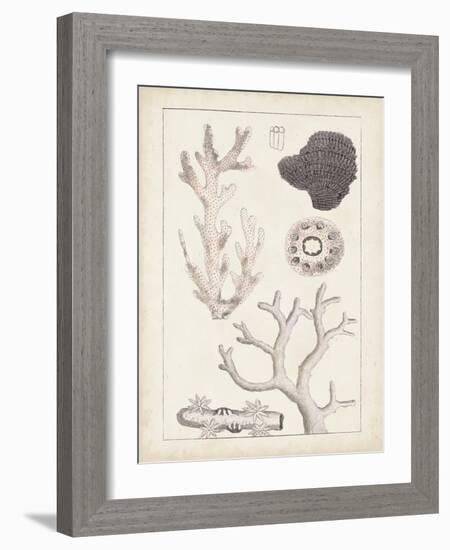 Antique White Coral II-Vision Studio-Framed Art Print