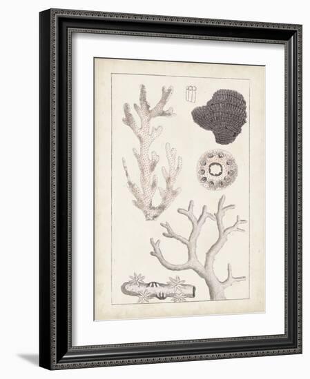 Antique White Coral II-Vision Studio-Framed Art Print