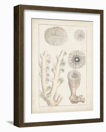 Antique White Coral III-Vision Studio-Framed Art Print