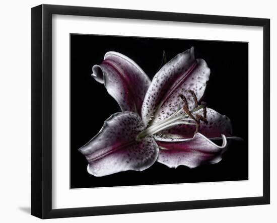 Antiqued Lily-Lori Hutchison-Framed Photographic Print