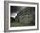 Antiquities, County Meath, Leinster, Republic of Ireland (Eire)-Adam Woolfitt-Framed Photographic Print