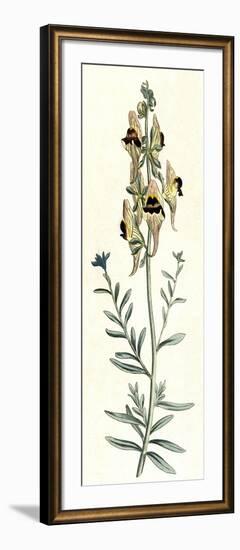 Antirrhinum Triste-William Curtis-Framed Art Print