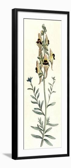 Antirrhinum Triste-William Curtis-Framed Art Print