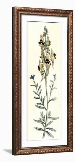 Antirrhinum Triste-William Curtis-Framed Art Print