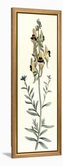 Antirrhinum Triste-William Curtis-Framed Stretched Canvas