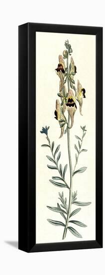 Antirrhinum Triste-William Curtis-Framed Stretched Canvas