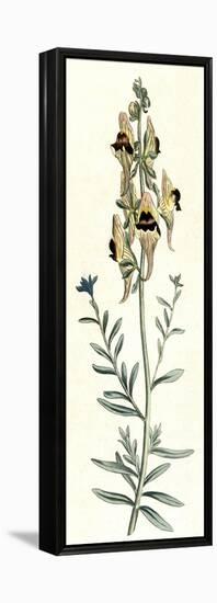 Antirrhinum Triste-William Curtis-Framed Stretched Canvas