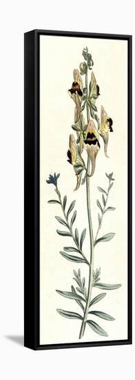 Antirrhinum Triste-William Curtis-Framed Stretched Canvas