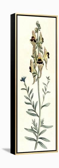 Antirrhinum Triste-William Curtis-Framed Stretched Canvas