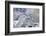 Antisana volcano, Antisana National Park, Ecuador.-Adam Jones-Framed Photographic Print