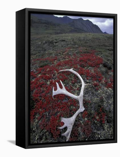 Antler Amid Alpine Bearberry, Brooks Range, Arctic National Wildlife Refuge, Alaska, USA-Hugh Rose-Framed Premier Image Canvas