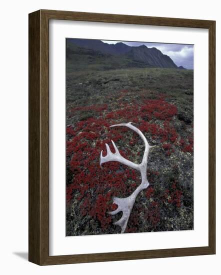 Antler Amid Alpine Bearberry, Brooks Range, Arctic National Wildlife Refuge, Alaska, USA-Hugh Rose-Framed Photographic Print