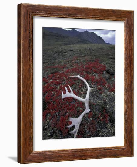 Antler Amid Alpine Bearberry, Brooks Range, Arctic National Wildlife Refuge, Alaska, USA-Hugh Rose-Framed Photographic Print