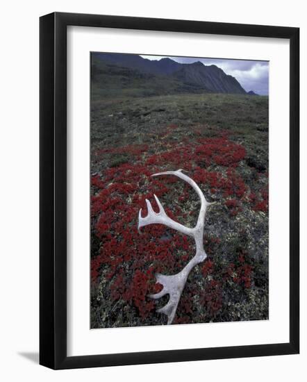 Antler Amid Alpine Bearberry, Brooks Range, Arctic National Wildlife Refuge, Alaska, USA-Hugh Rose-Framed Photographic Print