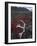 Antler Amid Alpine Bearberry, Brooks Range, Arctic National Wildlife Refuge, Alaska, USA-Hugh Rose-Framed Photographic Print