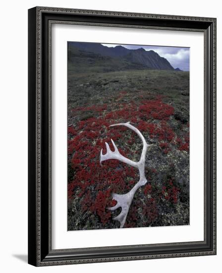 Antler Amid Alpine Bearberry, Brooks Range, Arctic National Wildlife Refuge, Alaska, USA-Hugh Rose-Framed Photographic Print