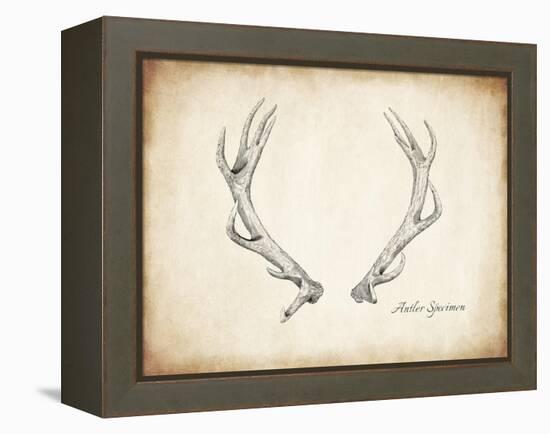 Antler Specimen A-THE Studio-Framed Premier Image Canvas