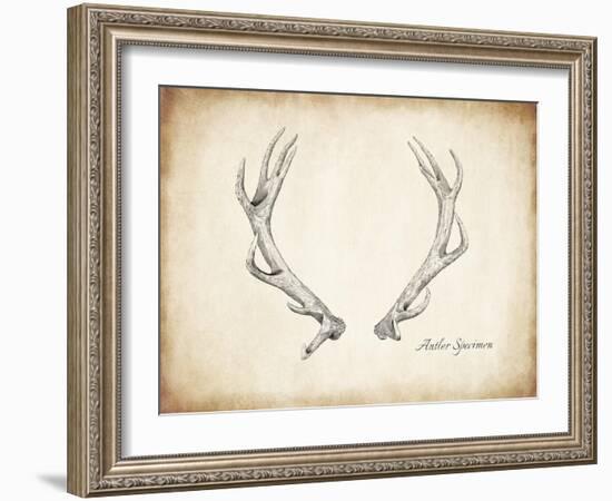 Antler Specimen A-THE Studio-Framed Giclee Print