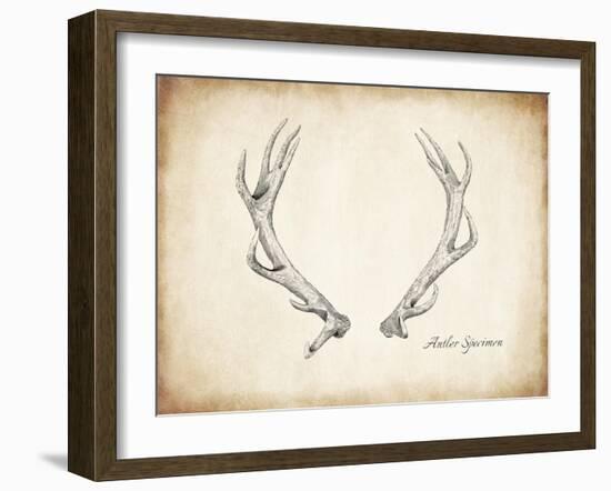 Antler Specimen A-THE Studio-Framed Giclee Print