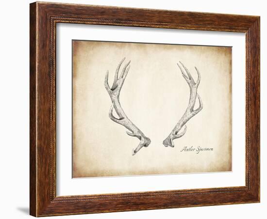 Antler Specimen A-THE Studio-Framed Giclee Print