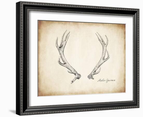 Antler Specimen A-THE Studio-Framed Giclee Print