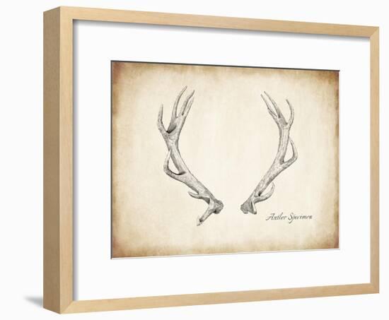 Antler Specimen A-THE Studio-Framed Premium Giclee Print