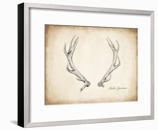 Antler Specimen A-THE Studio-Framed Premium Giclee Print