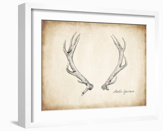 Antler Specimen A-THE Studio-Framed Premium Giclee Print