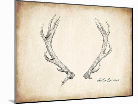 Antler Specimen A-THE Studio-Mounted Premium Giclee Print