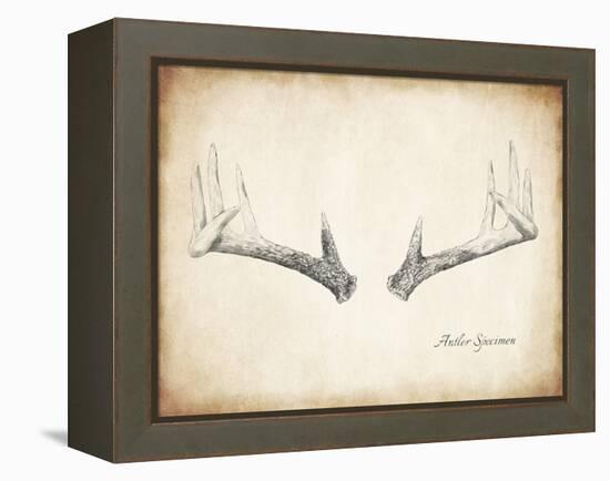 Antler Specimen B-THE Studio-Framed Premier Image Canvas