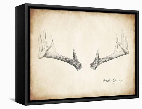 Antler Specimen B-THE Studio-Framed Premier Image Canvas