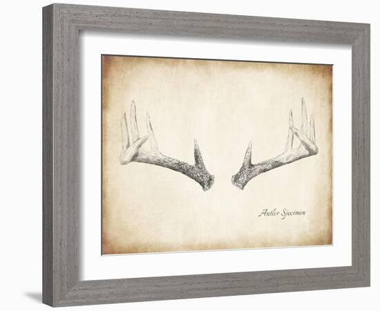 Antler Specimen B-THE Studio-Framed Giclee Print